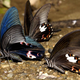 Illustration for article titled Mimicking butterfly wings could boost hydrogen fuel production